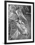 A Brown Pelican Wades-null-Framed Photographic Print