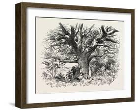 A Buck-Hunting Excursion in South Africa: a Yellow-Wood Tree-null-Framed Giclee Print