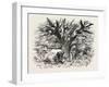 A Buck-Hunting Excursion in South Africa: a Yellow-Wood Tree-null-Framed Giclee Print