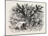 A Buck-Hunting Excursion in South Africa: a Yellow-Wood Tree-null-Mounted Giclee Print