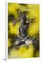 A Buddha Statue in the Garden of Zen Temple Ryumonji Surrounded by Forsythia-null-Framed Photographic Print