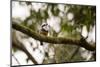 A Buff Bellied Puffbird, Notharchus Swainsoni, on a Branch in Ubatuba, Brazil-Alex Saberi-Mounted Photographic Print