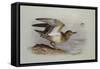 A Buff-Breasted Sandpiper-Archibald Thorburn-Framed Stretched Canvas