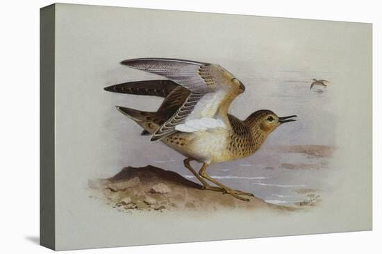 A Buff-Breasted Sandpiper-Archibald Thorburn-Stretched Canvas