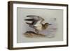 A Buff-Breasted Sandpiper-Archibald Thorburn-Framed Giclee Print