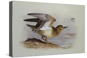 A Buff-Breasted Sandpiper-Archibald Thorburn-Stretched Canvas