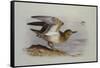 A Buff-Breasted Sandpiper-Archibald Thorburn-Framed Stretched Canvas