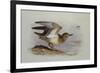 A Buff-Breasted Sandpiper-Archibald Thorburn-Framed Premium Giclee Print