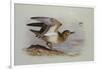 A Buff-Breasted Sandpiper-Archibald Thorburn-Framed Giclee Print