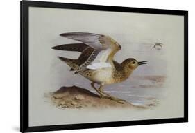 A Buff-Breasted Sandpiper-Archibald Thorburn-Framed Giclee Print