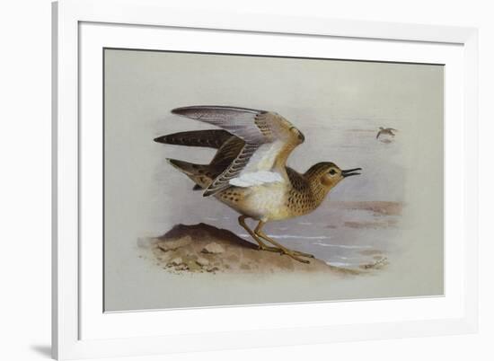 A Buff-Breasted Sandpiper-Archibald Thorburn-Framed Giclee Print