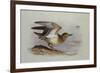 A Buff-Breasted Sandpiper-Archibald Thorburn-Framed Giclee Print