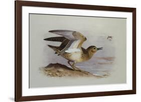 A Buff-Breasted Sandpiper-Archibald Thorburn-Framed Giclee Print