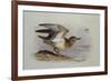 A Buff-Breasted Sandpiper-Archibald Thorburn-Framed Giclee Print