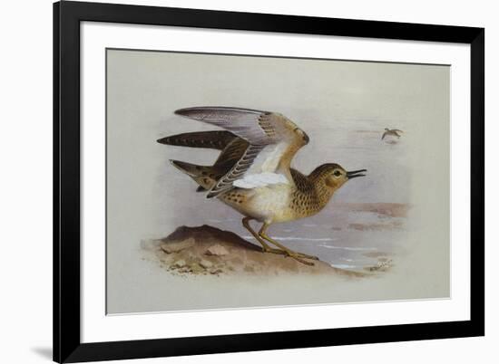 A Buff-Breasted Sandpiper-Archibald Thorburn-Framed Giclee Print