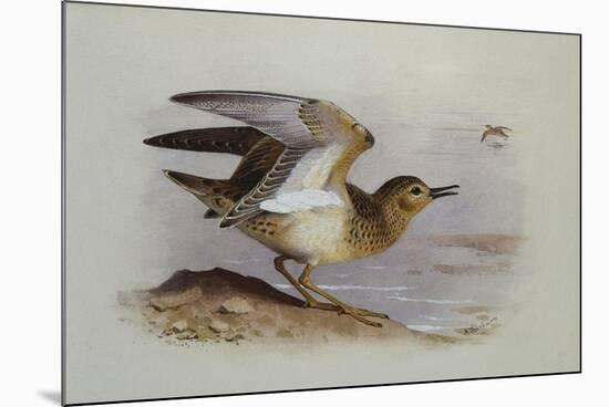A Buff-Breasted Sandpiper-Archibald Thorburn-Mounted Giclee Print