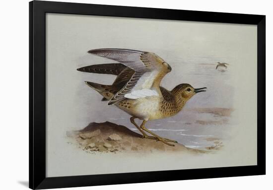 A Buff-Breasted Sandpiper-Archibald Thorburn-Framed Giclee Print