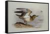 A Buff-Breasted Sandpiper-Archibald Thorburn-Framed Stretched Canvas