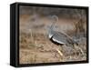 A Buff-Crested Bustard in Tsavo East National Park-Nigel Pavitt-Framed Stretched Canvas