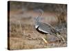 A Buff-Crested Bustard in Tsavo East National Park-Nigel Pavitt-Stretched Canvas