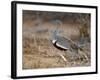 A Buff-Crested Bustard in Tsavo East National Park-Nigel Pavitt-Framed Photographic Print