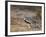 A Buff-Crested Bustard in Tsavo East National Park-Nigel Pavitt-Framed Photographic Print