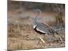 A Buff-Crested Bustard in Tsavo East National Park-Nigel Pavitt-Mounted Photographic Print