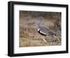 A Buff-Crested Bustard in Tsavo East National Park-Nigel Pavitt-Framed Photographic Print