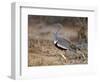 A Buff-Crested Bustard in Tsavo East National Park-Nigel Pavitt-Framed Photographic Print