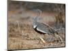 A Buff-Crested Bustard in Tsavo East National Park-Nigel Pavitt-Mounted Photographic Print