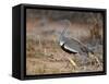 A Buff-Crested Bustard in Tsavo East National Park-Nigel Pavitt-Framed Stretched Canvas