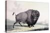 A Buffalo Bull Grazing-George Catlin-Stretched Canvas