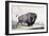 A Buffalo Bull Grazing-George Catlin-Framed Premium Giclee Print