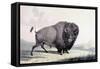 A Buffalo Bull Grazing-George Catlin-Framed Stretched Canvas