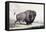 A Buffalo Bull Grazing-George Catlin-Framed Stretched Canvas