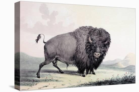 A Buffalo Bull Grazing-George Catlin-Stretched Canvas