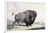 A Buffalo Bull Grazing-George Catlin-Framed Giclee Print