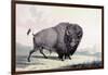 A Buffalo Bull Grazing-George Catlin-Framed Giclee Print