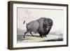 A Buffalo Bull Grazing-George Catlin-Framed Giclee Print