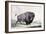 A Buffalo Bull Grazing-George Catlin-Framed Giclee Print