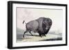 A Buffalo Bull Grazing-George Catlin-Framed Giclee Print
