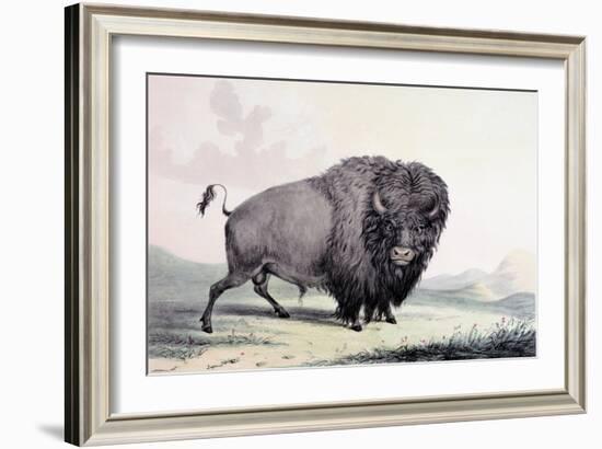 A Buffalo Bull Grazing-George Catlin-Framed Giclee Print