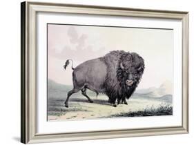 A Buffalo Bull Grazing-George Catlin-Framed Giclee Print