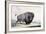 A Buffalo Bull Grazing-George Catlin-Framed Giclee Print