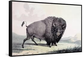 A Buffalo Bull Grazing-George Catlin-Framed Stretched Canvas