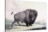 A Buffalo Bull Grazing-George Catlin-Stretched Canvas