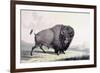 A Buffalo Bull Grazing-George Catlin-Framed Giclee Print