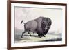 A Buffalo Bull Grazing-George Catlin-Framed Giclee Print