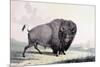 A Buffalo Bull Grazing-George Catlin-Mounted Giclee Print