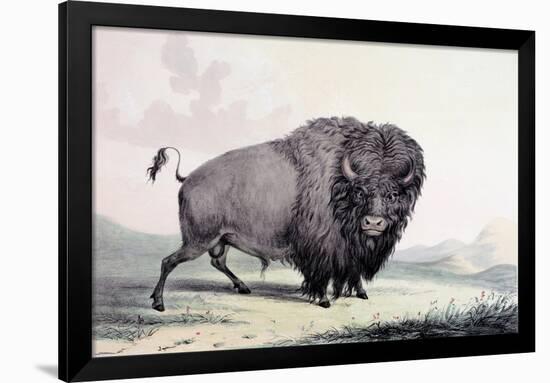 A Buffalo Bull Grazing-George Catlin-Framed Giclee Print